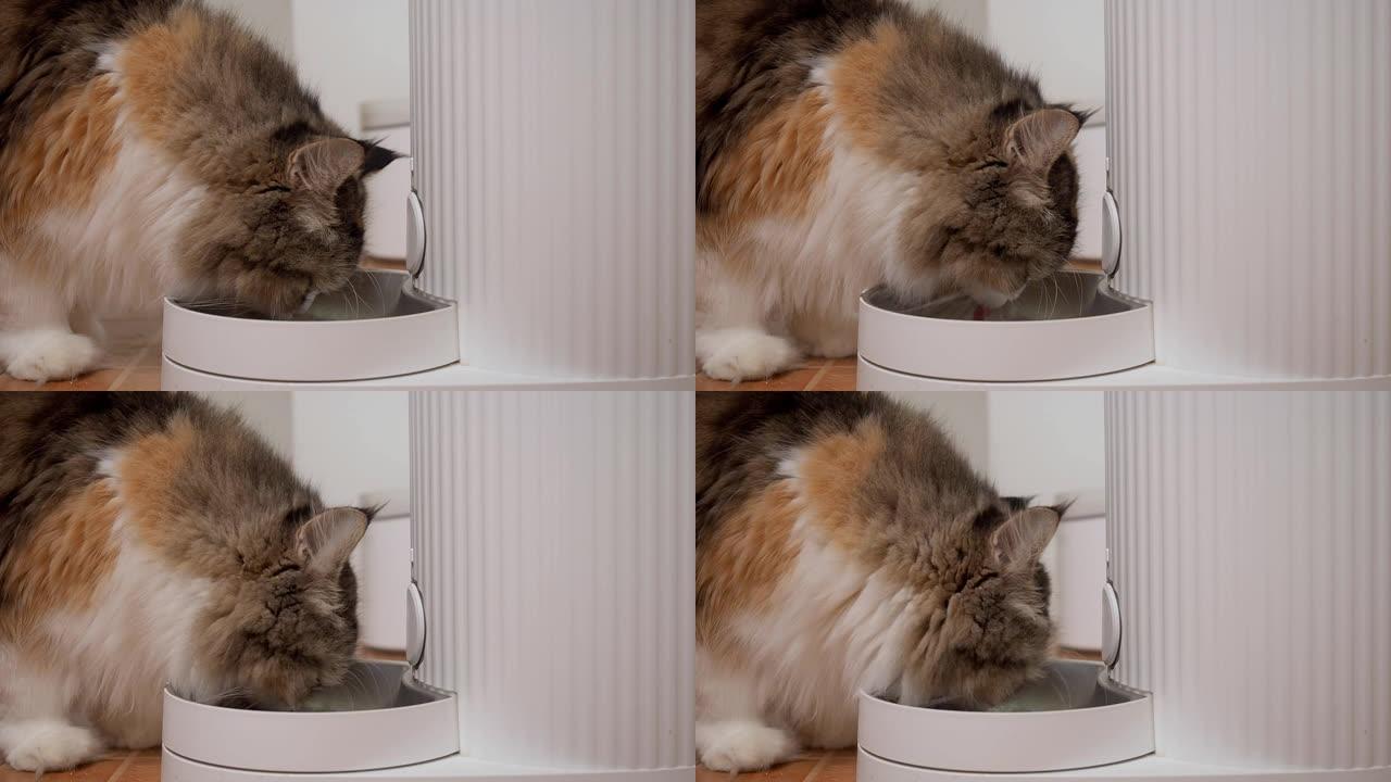 印花布猫吃自动猫粮喂食器的食物。猫对机器感到不信任和好奇。