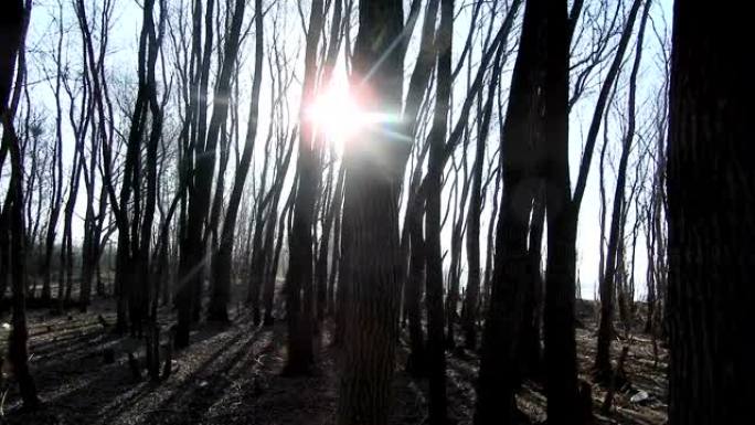 春天早晨开花的树的嫩叶