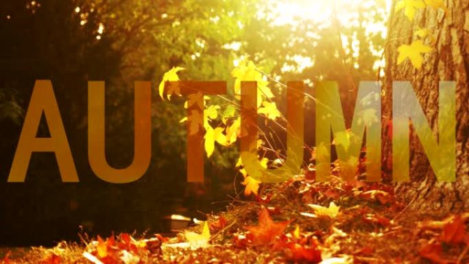秋季动机。黄色背景上的落叶。