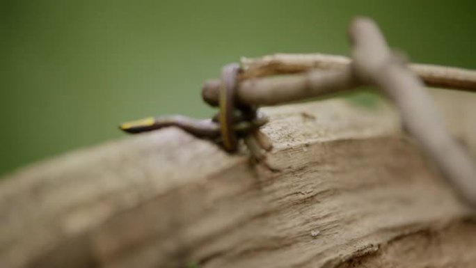 热带雨林中的巨型蚯蚓