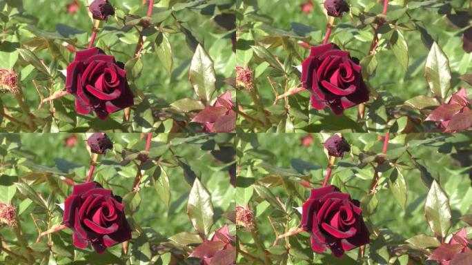 勃艮第玫瑰花
