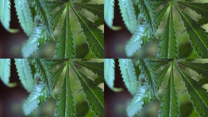 盛开的雌大麻芽在黑暗的背景中迎风生长。近距离