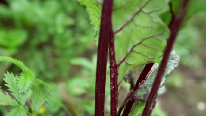 菜园里的甜菜根。有叶子的甜菜根。