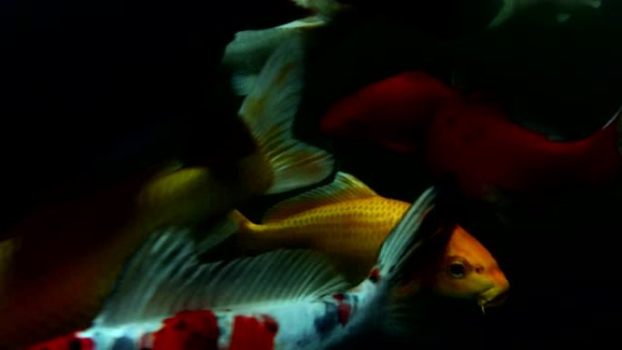 在水下，日本锦鲤鱼在水上花园游泳，花式鲤鱼，锦鲤鱼，锦鲤鱼在池塘里游泳。孤立背景是黑色。花式鲤鱼或锦