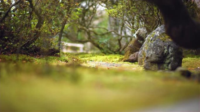 绿色苔藓覆盖石头和树根