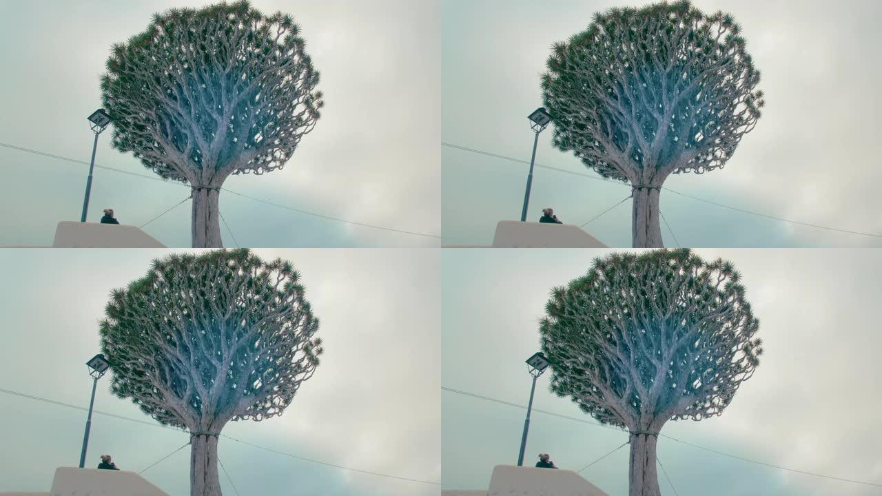 未被认可的女人看着加那利群岛特内里费岛Icod de los Vinos的龙树-龙血树的巨大树梢