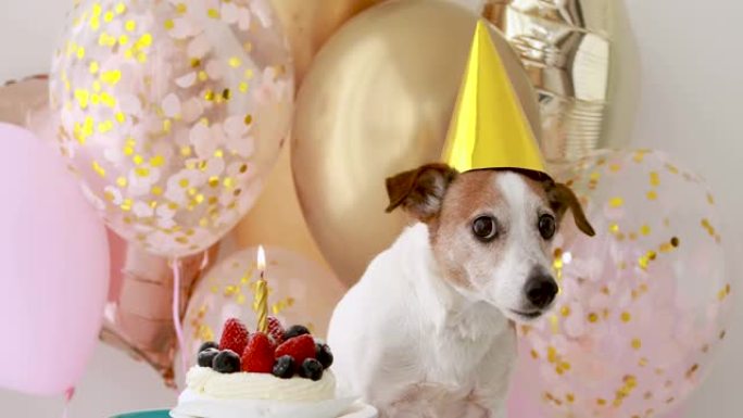 戴着黄色生日帽子的小狗站在小蛋糕附近