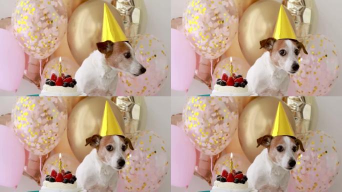 戴着黄色生日帽子的小狗站在小蛋糕附近