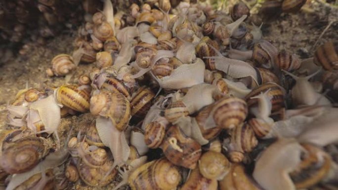 蜗牛特写。农场里的蜗牛特写。食用蜗牛的工业化养殖