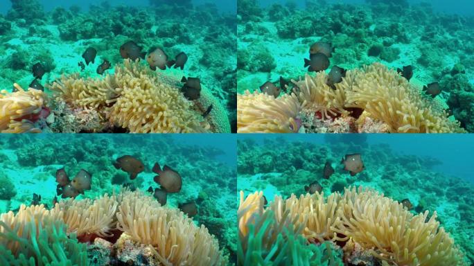 一群美丽的小珊瑚鱼