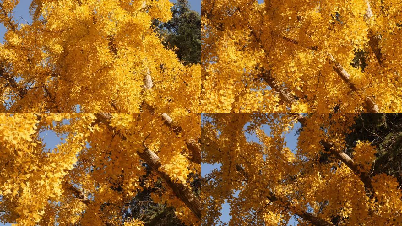 秋日银杏树的鲜黄色叶子
