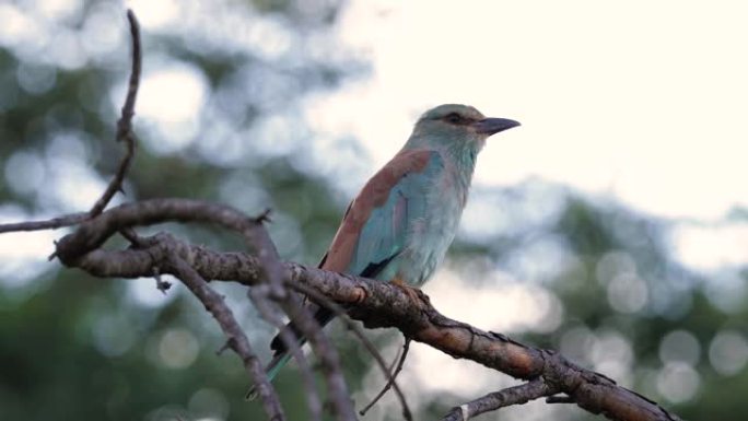 树枝上的球拍尾辊。小鸟静止不动，背景是森林-自然界中的非洲鸟类概念