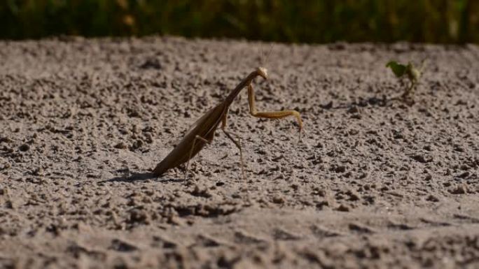 一只螳螂正沿着一条乡村道路爬行。