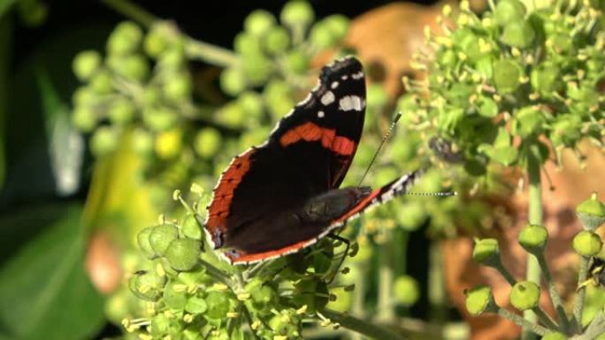 红色上将蝴蝶凡妮莎亚特兰大在一个常春藤植物在秋天的特写