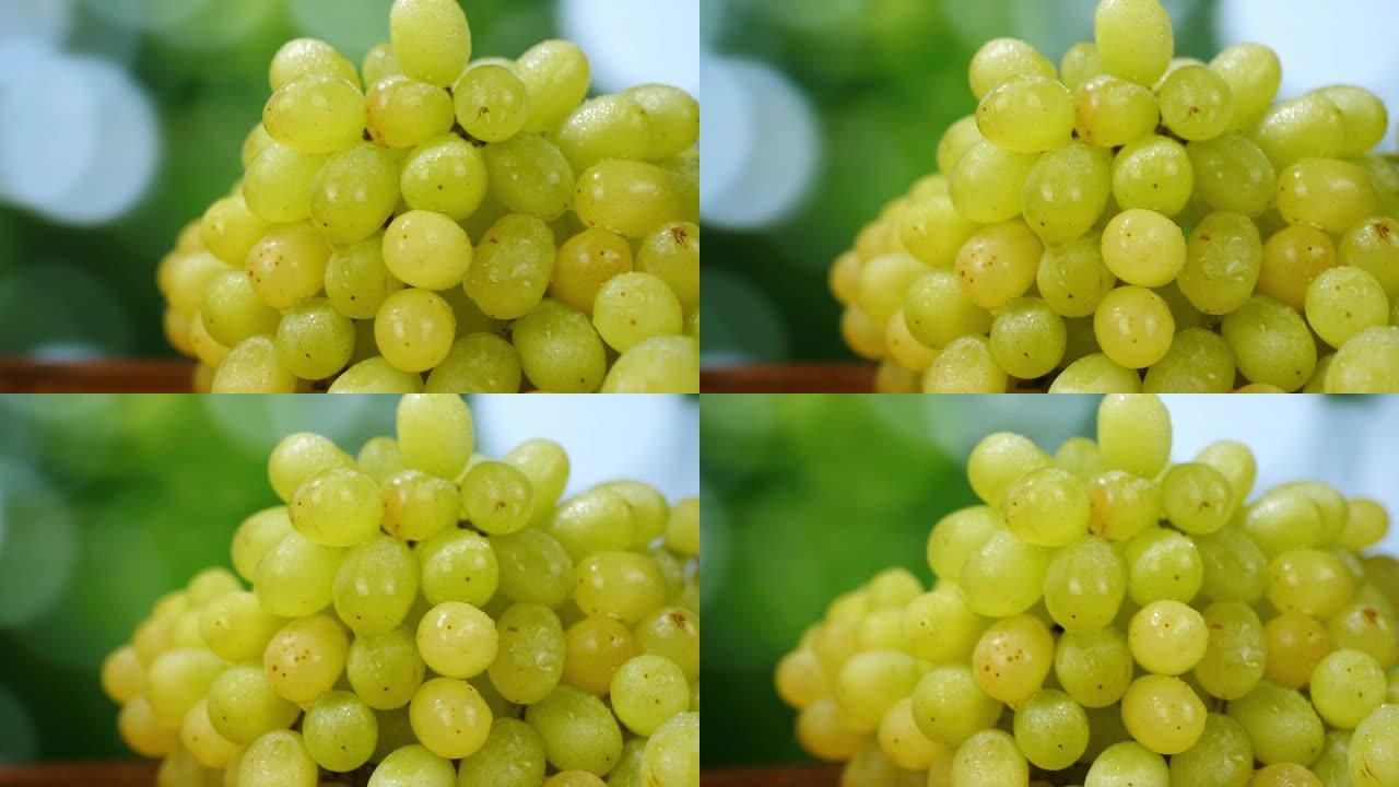 黄绿色花园背景上的有机成熟白葡萄