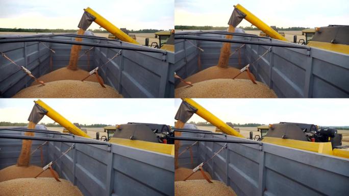 晚上用卡车装载小麦谷物。新鲜黑麦装入拖车过程的侧视图。从收割机螺旋钻上掉下来的黄色干核。收获的概念。