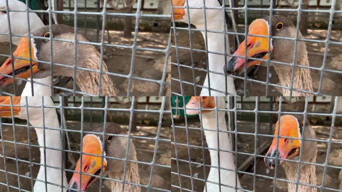 一只灰色笼鹅的头，橙色的喙靠近家禽农场的金属栅栏后面，肉类生产概念