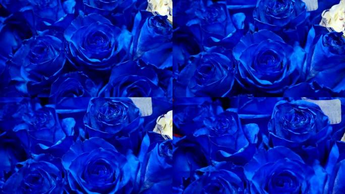 美丽的蓝色玫瑰花束特写。花卉节日背景