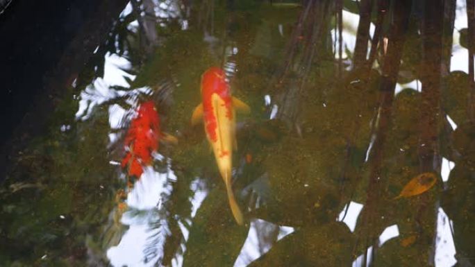 自然背景，水族馆特写。充满活力的五颜六色的日本锦鲤鱼在传统花园池塘游泳。水面下的中国花式碳水化合物。