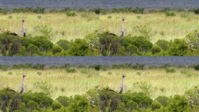 美丽的鸵鸟在非洲的草原上。生活在大自然中的动物的完美景观
