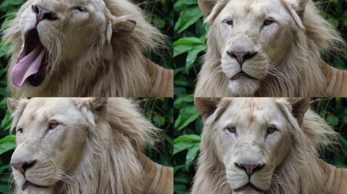成年雄性狮子看着相机。