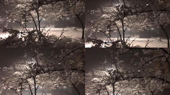 在寒冷的圣诞节夜晚，在路灯下，裸露的树枝被雪吹走