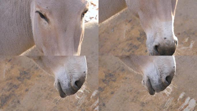 索马里野驴头特写特写动物眼睛