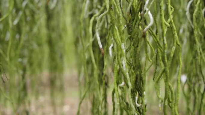 兰花根种植栽培栽种