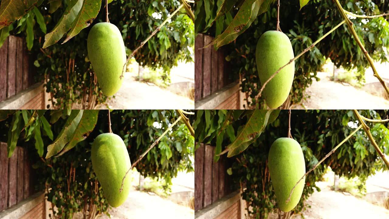 芒果果实在芒果树上随风吹动的特写镜头。