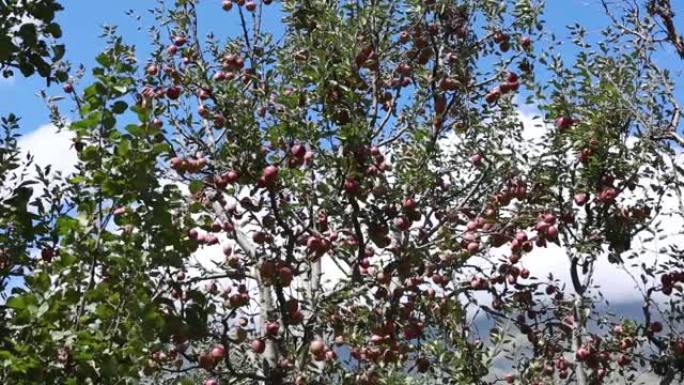 喜马拉雅山苹果园里美丽的红苹果。喜马拉雅苹果。盛开的树木。