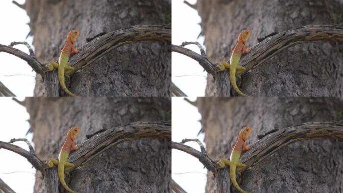 变色龙与自然融为一体，栖息在树枝上。