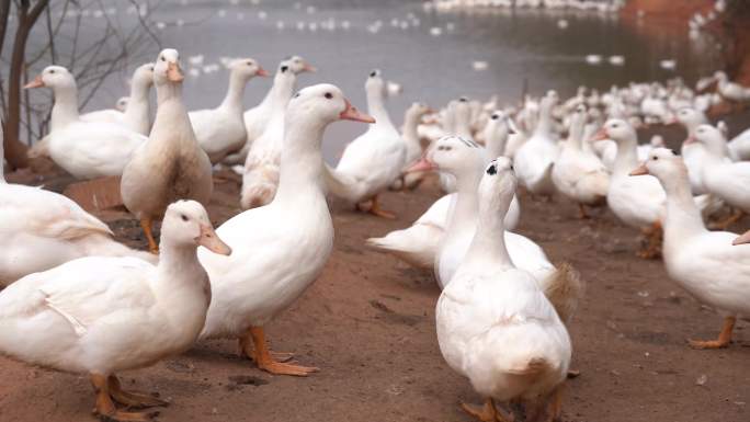 白番鸭养殖