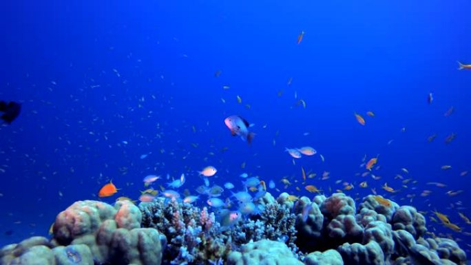 水下彩色热带鱼