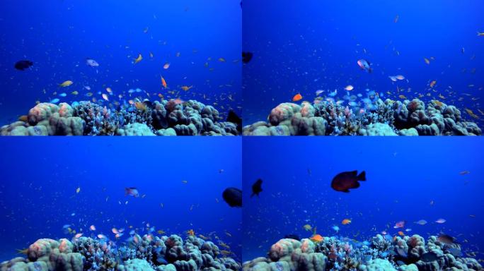 水下彩色热带鱼