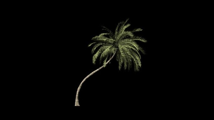 海滩棕榈树延时生长，阿尔法通道