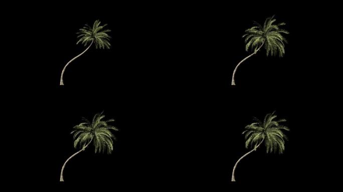 海滩棕榈树延时生长，阿尔法通道