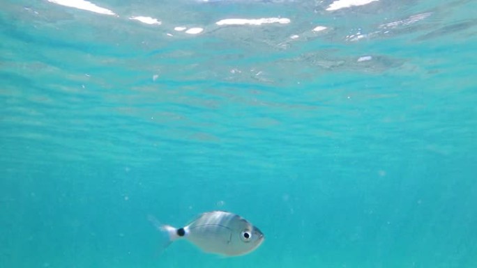 一条长尾鱼在水下游泳的POV特写视图