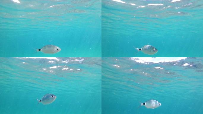 一条长尾鱼在水下游泳的POV特写视图