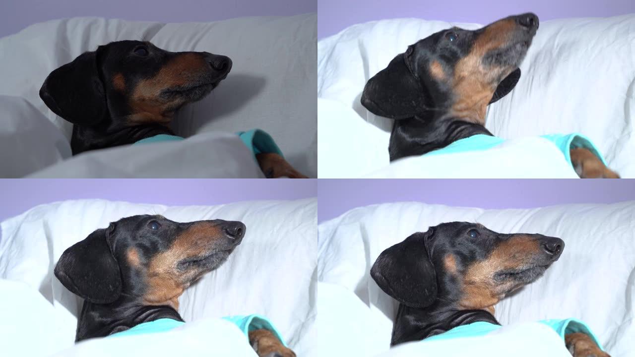 穿着睡衣的有趣腊肠犬睡在家里温暖的毯子下，特写。灯亮了，紧张疲倦的狗醒来，开始愤怒地吠叫。外星人绑架