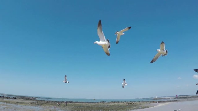 飞海海鸥吃虾小吃，南韩忠南宝丽翁木厂坡海滩，亚洲。