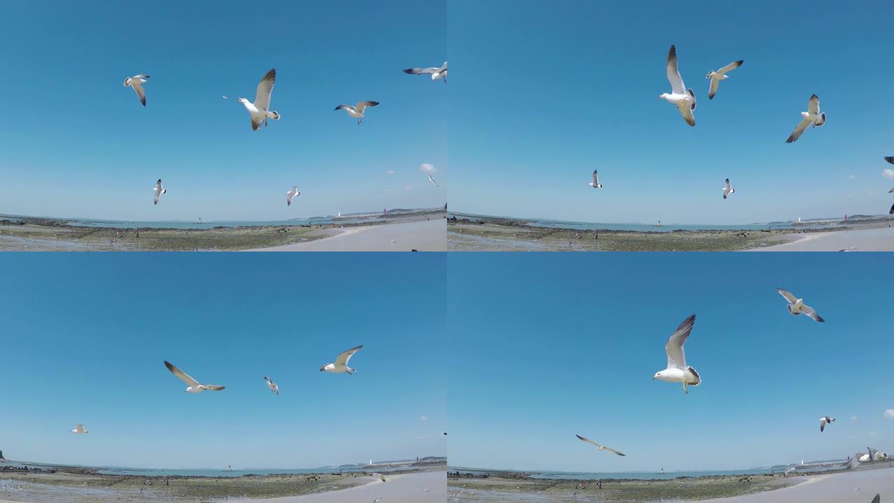 飞海海鸥吃虾小吃，南韩忠南宝丽翁木厂坡海滩，亚洲。