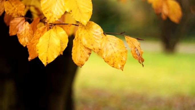 自然风景中金黄色的叶子微微移动。秋天的颜色与模糊的彩色bokeh背景。天气概念