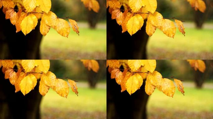 自然风景中金黄色的叶子微微移动。秋天的颜色与模糊的彩色bokeh背景。天气概念