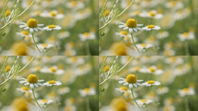 常见洋甘菊春白花特写4K