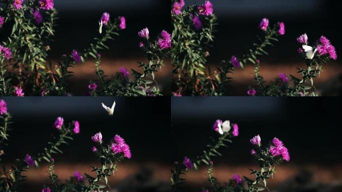 白色蝴蝶在花朵中飘动慢动作