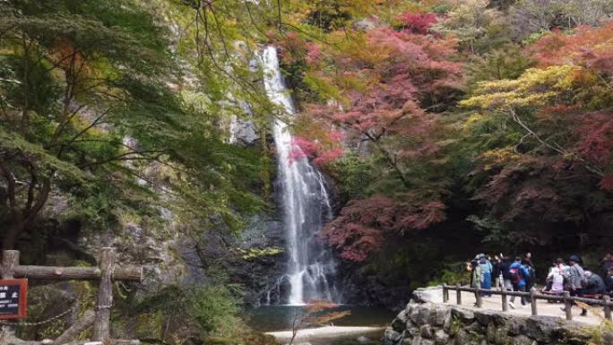 日本桃木的瀑布和色彩缤纷的秋天枫叶背景。