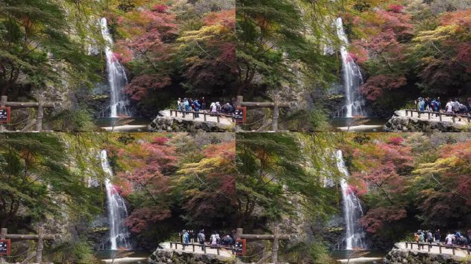 日本桃木的瀑布和色彩缤纷的秋天枫叶背景。