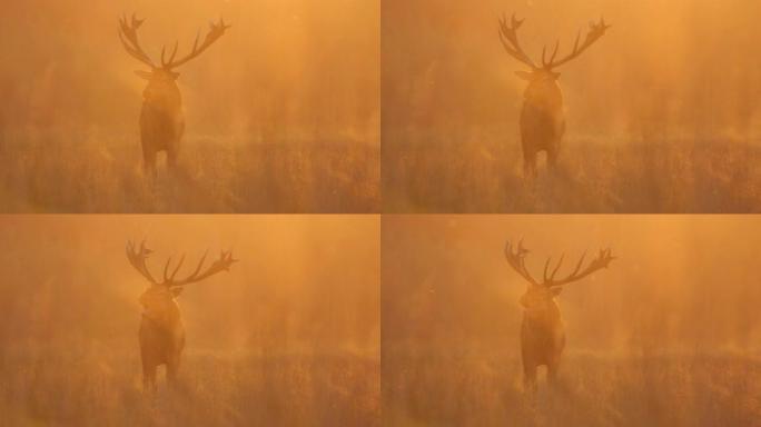 傍晚日落时咆哮的马鹿 (Cervus elaphus)