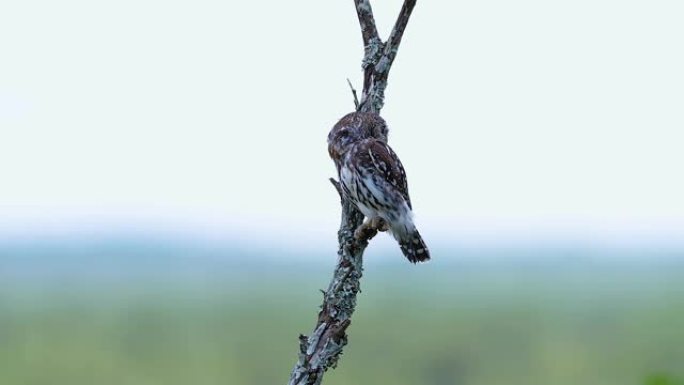 南非树枝上的珍珠斑猫头鹰，在白天的光照下-自然界中的非洲鸟类概念-特写镜头