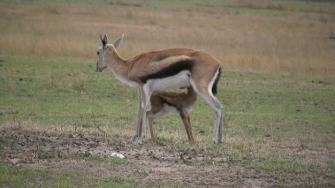 在马拉平原，一只小汤姆森瞪羚正在喝妈妈的奶